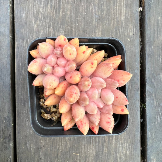 2507 Pachyveria Red Angel's Finger / Red Dragonfly