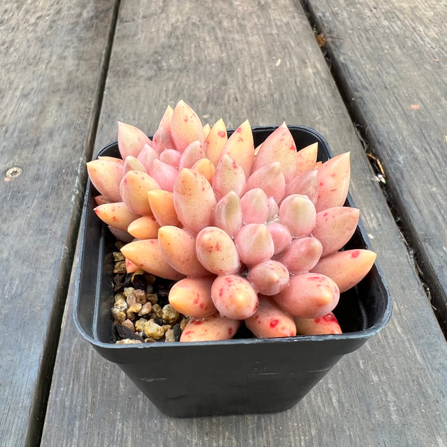 2507 Pachyveria Red Angel's Finger / Red Dragonfly