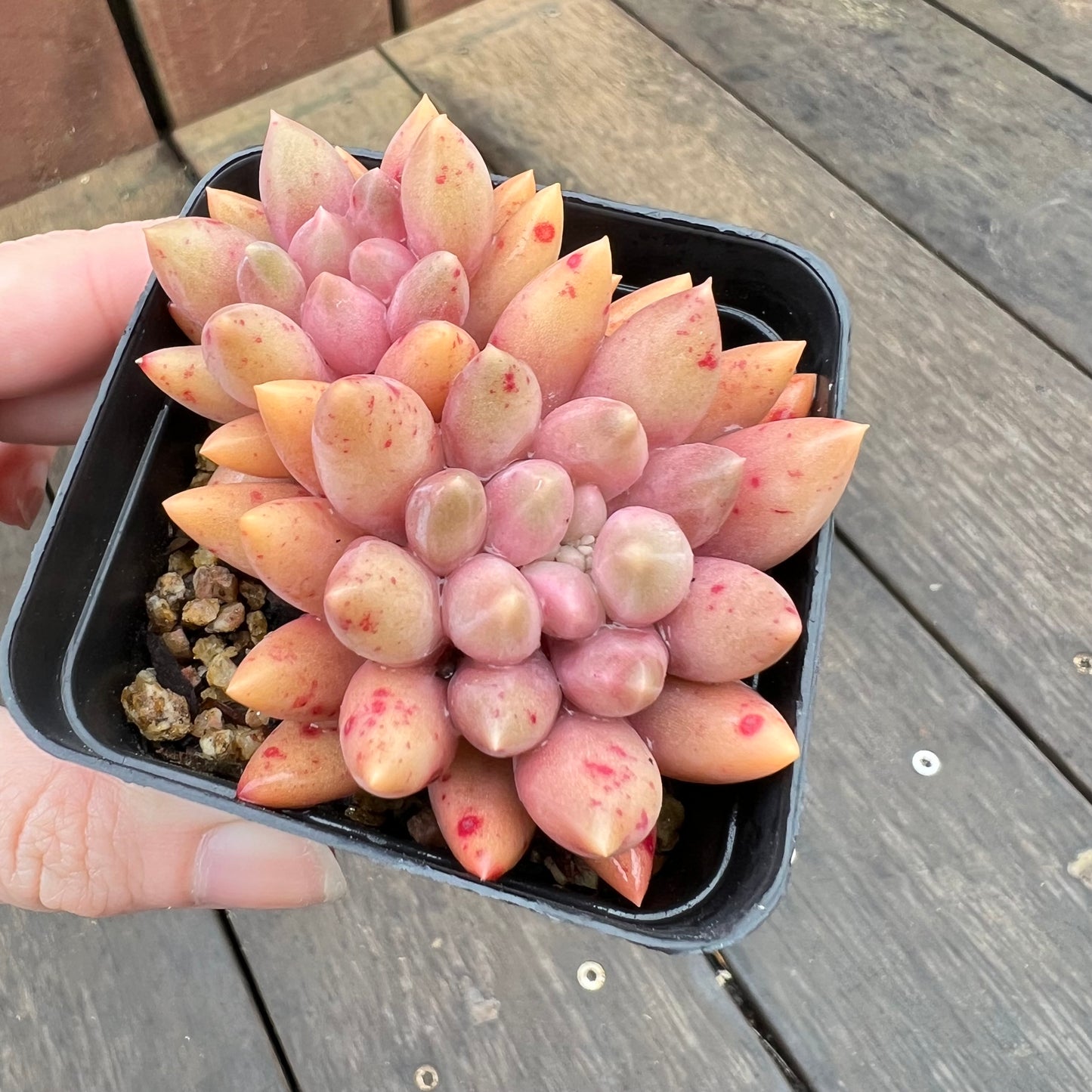 2507 Pachyveria Red Angel's Finger / Red Dragonfly