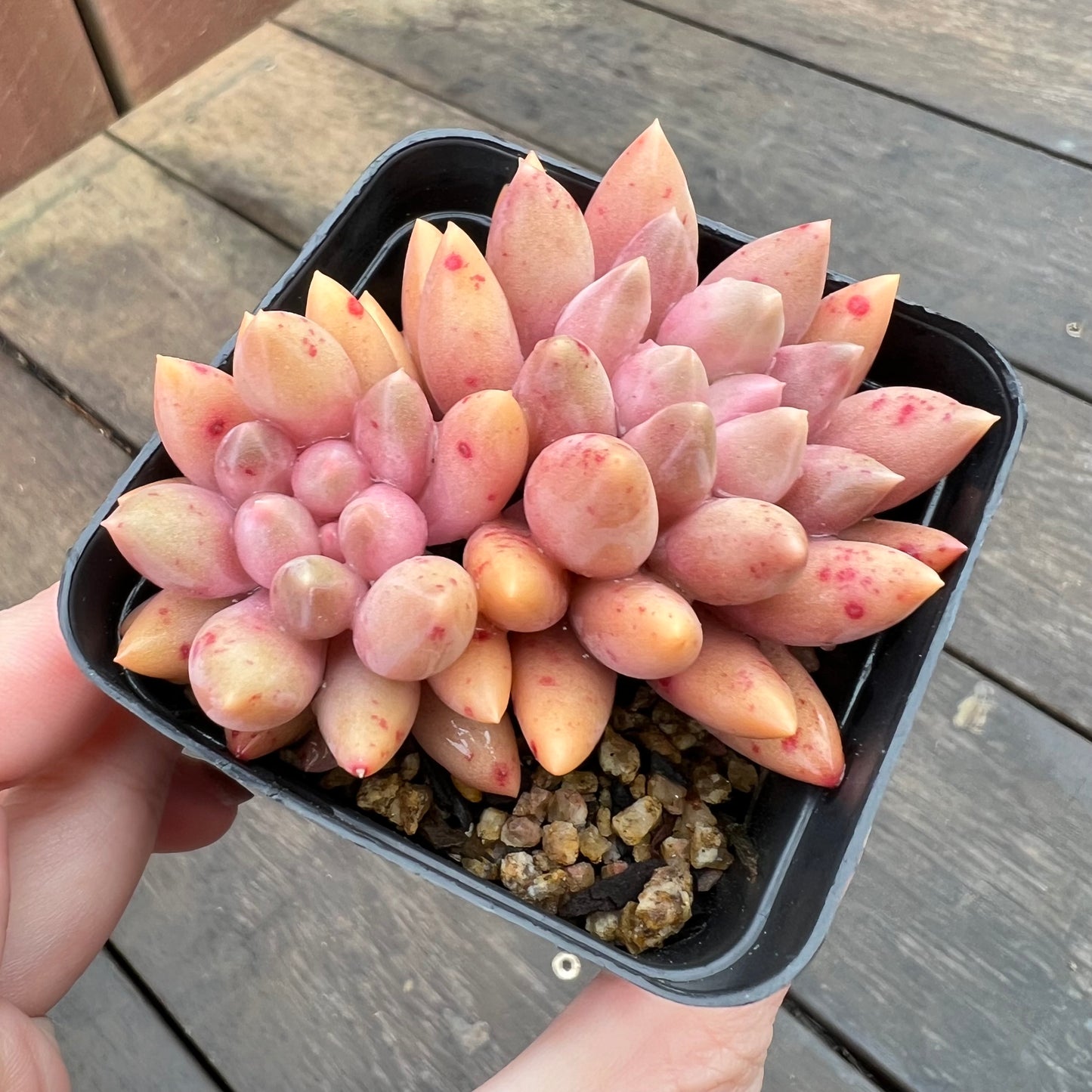 2507 Pachyveria Red Angel's Finger / Red Dragonfly