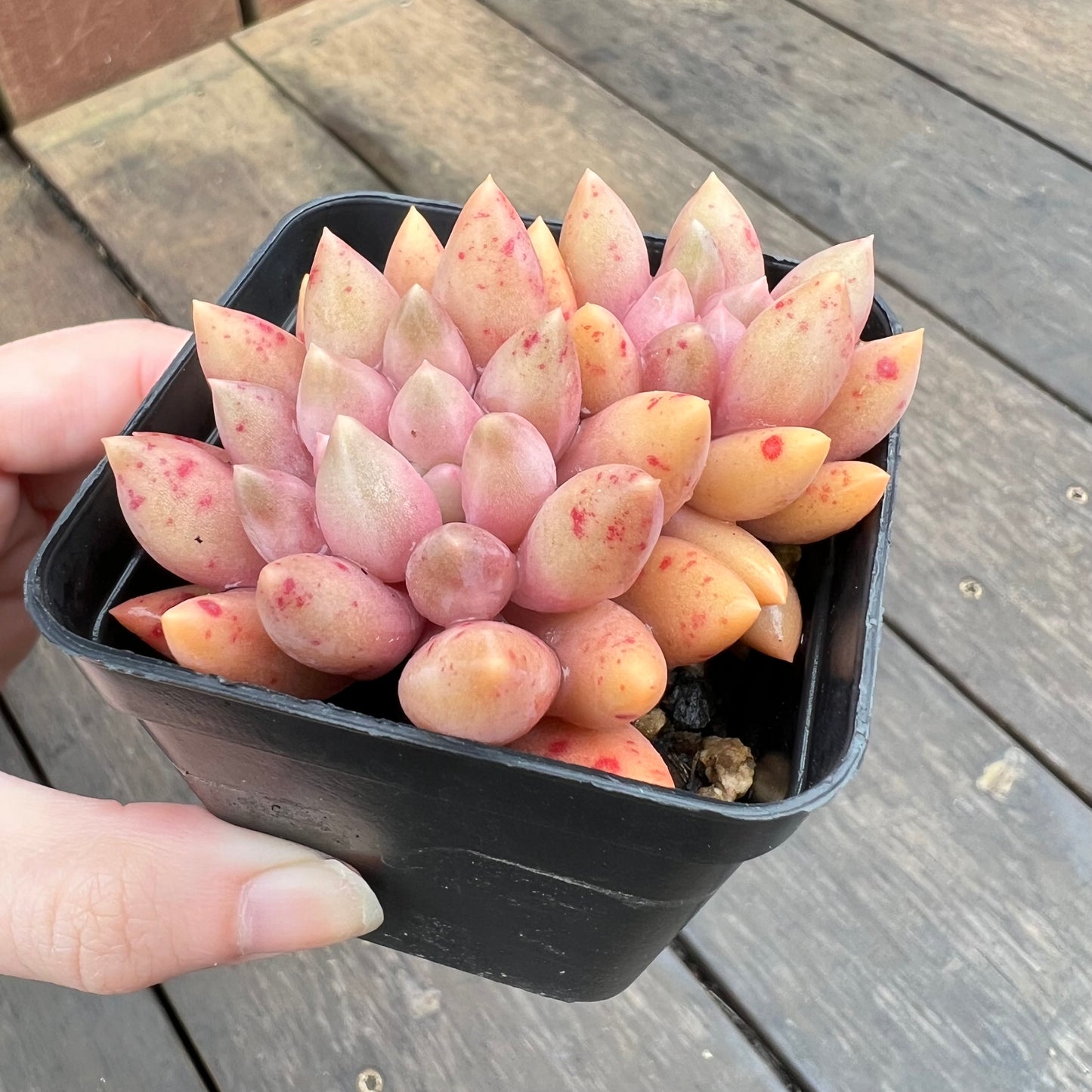 2507 Pachyveria Red Angel's Finger / Red Dragonfly