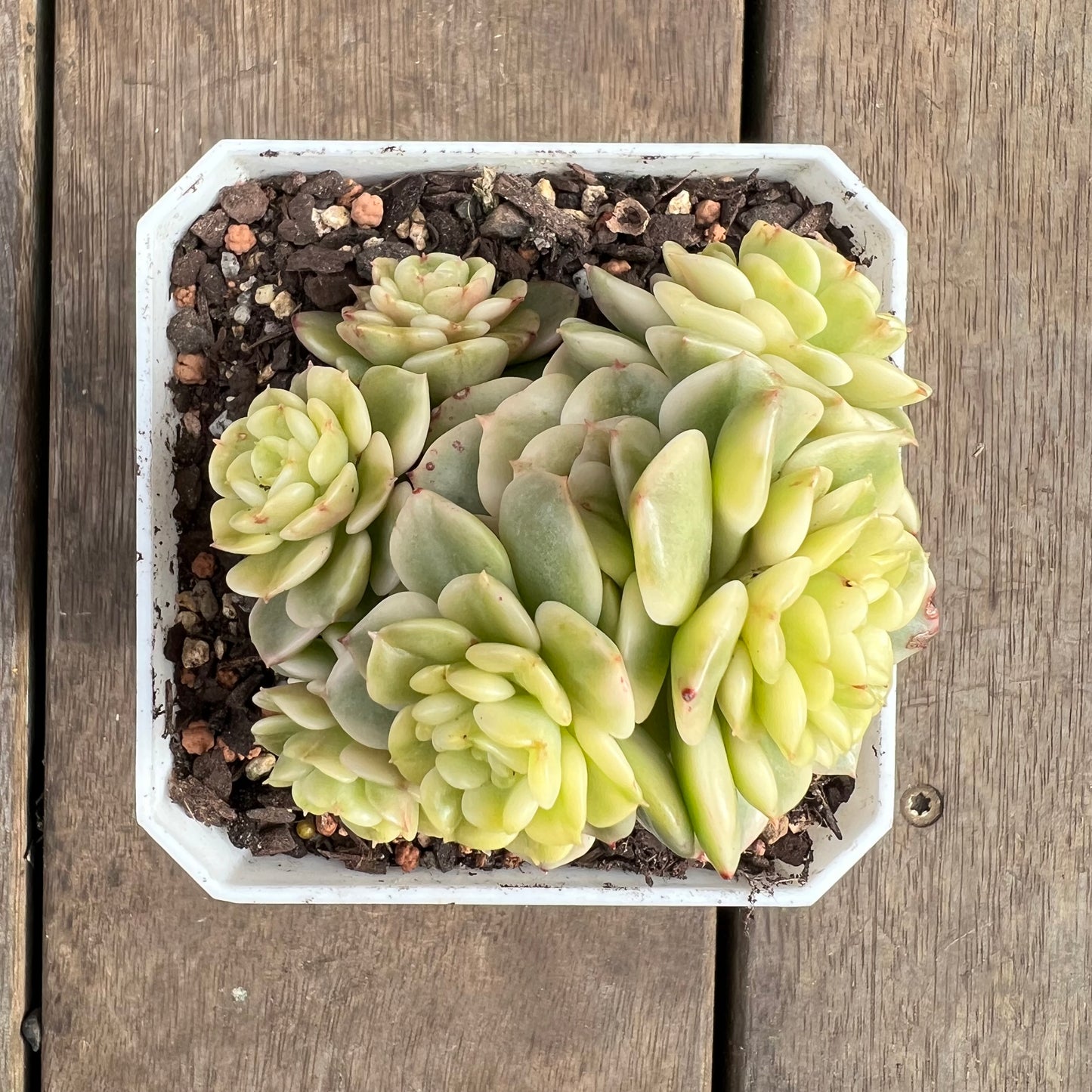 2507 Sedeveria Rolly Variegated