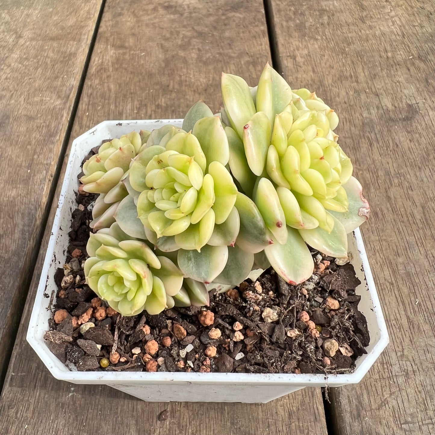 2507 Sedeveria Rolly Variegated