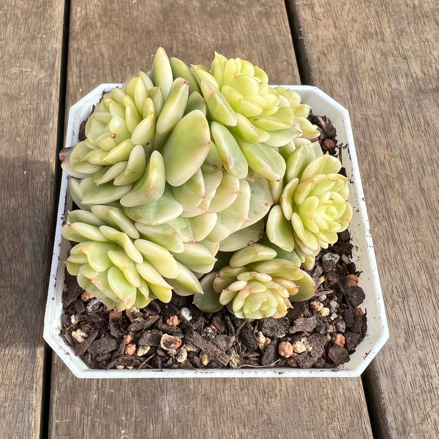 2507 Sedeveria Rolly Variegated