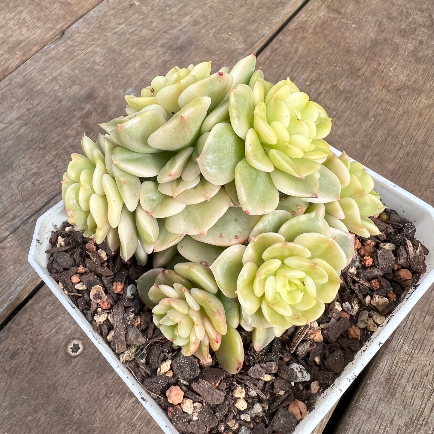 2507 Sedeveria Rolly Variegated