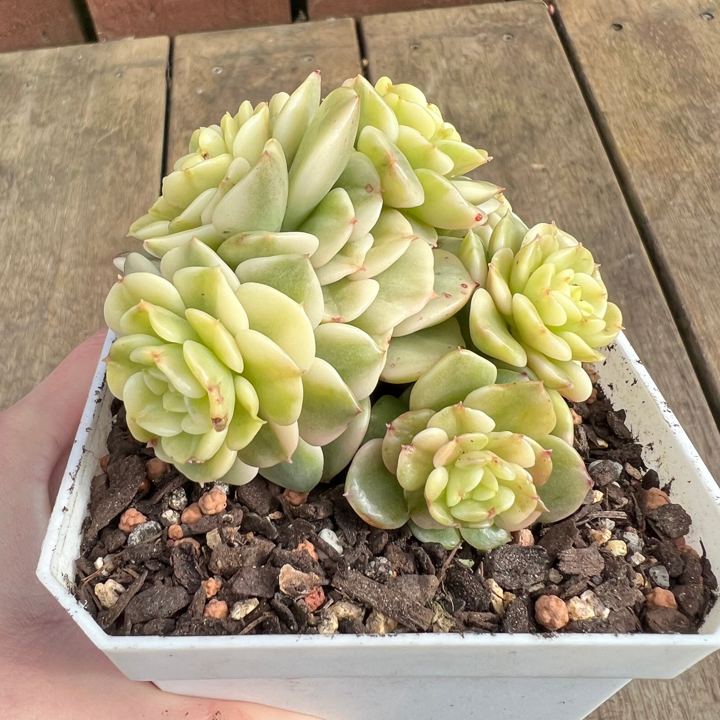 2507 Sedeveria Rolly Variegated