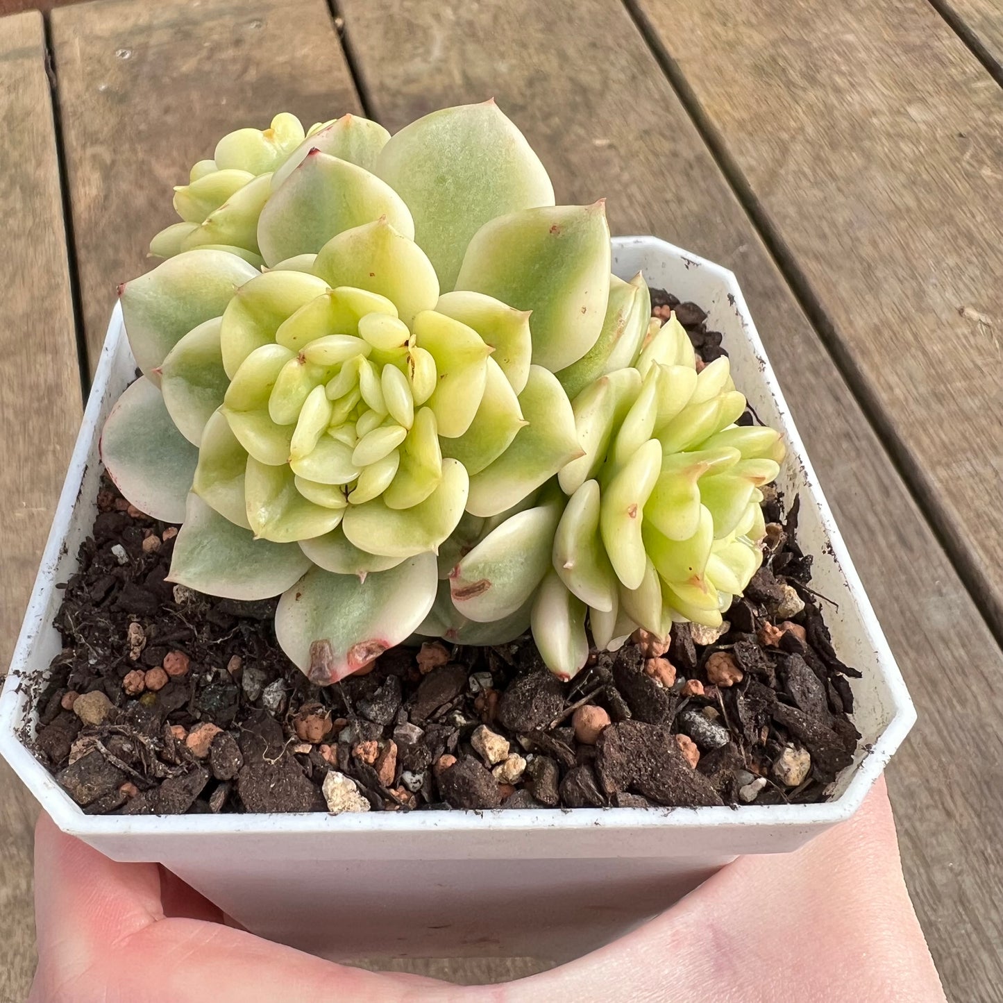 2507 Sedeveria Rolly Variegated