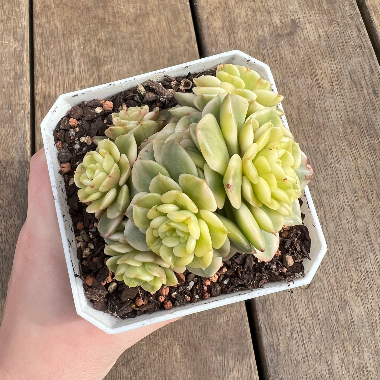 2507 Sedeveria Rolly Variegated