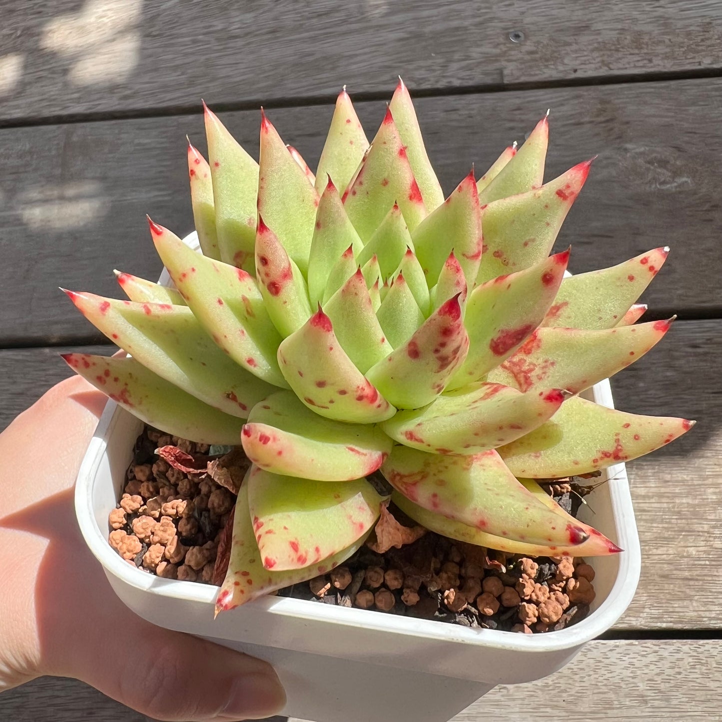 2603 黄金玛丽亚东云