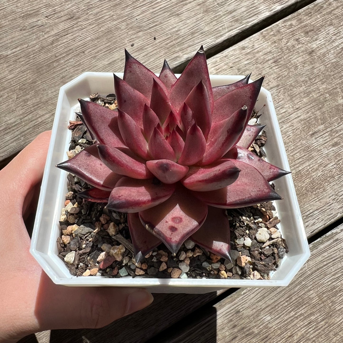 2603 Echeveria Agavoides Romeo