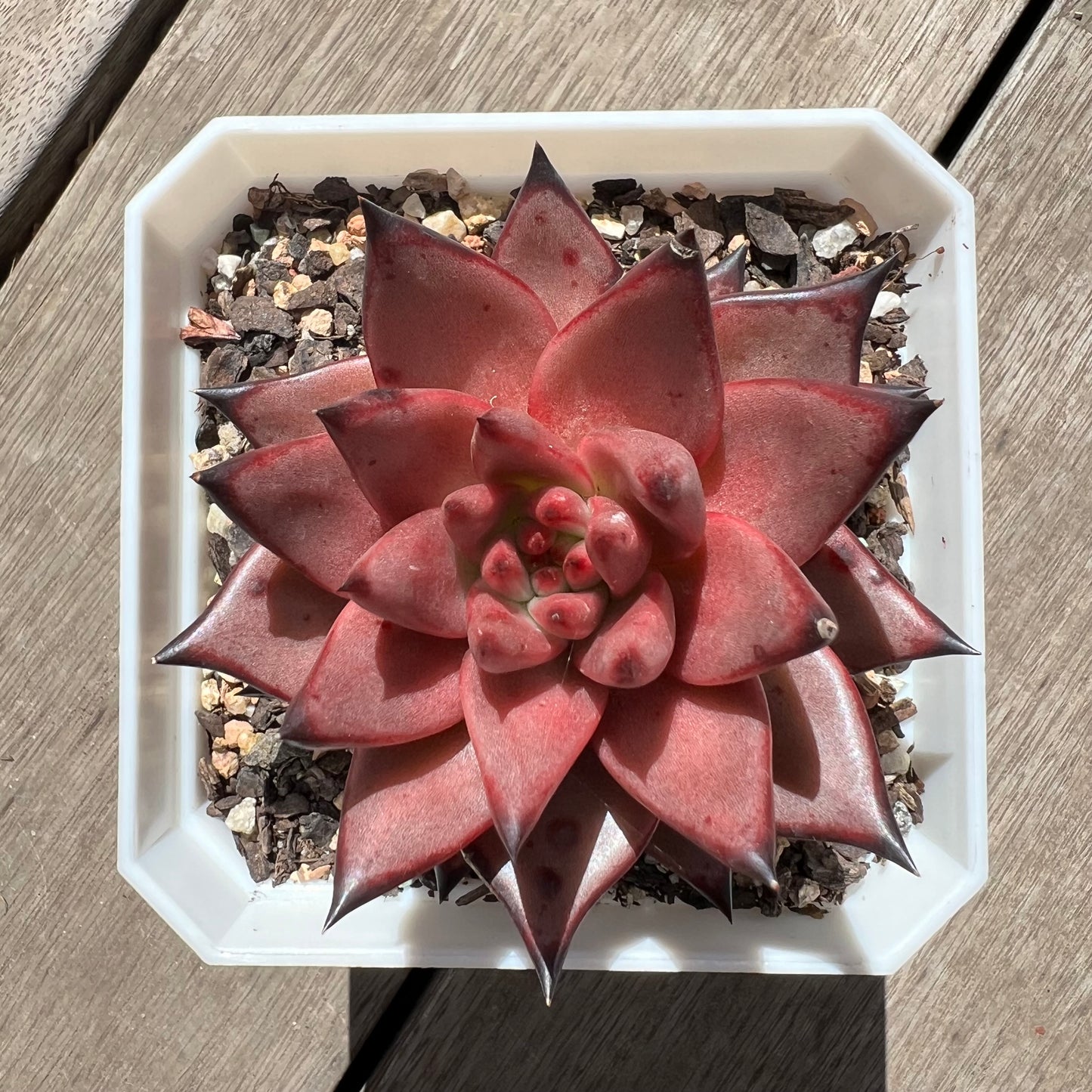 2603 Echeveria Agavoides Romeo