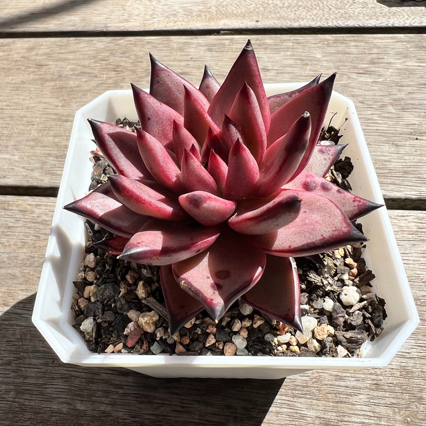 2603 Echeveria Agavoides Romeo