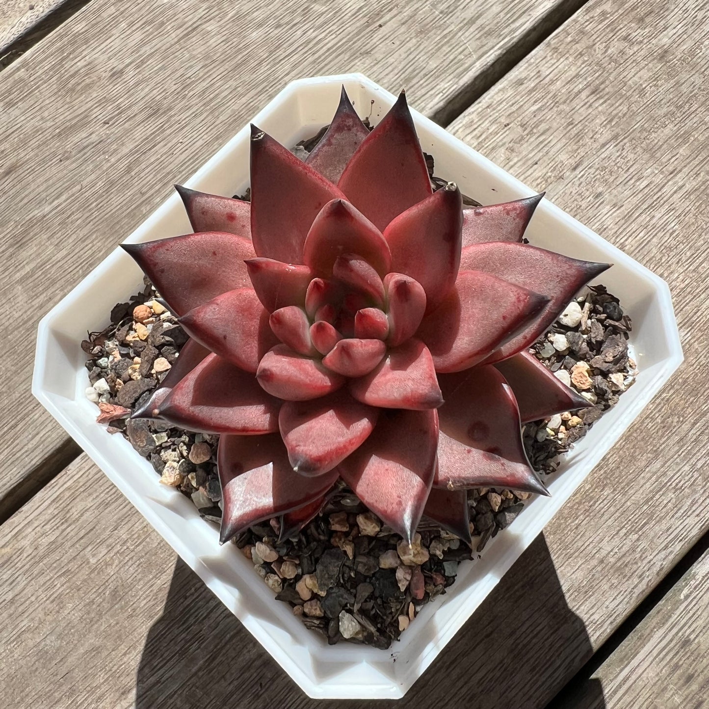2603 Echeveria Agavoides Romeo
