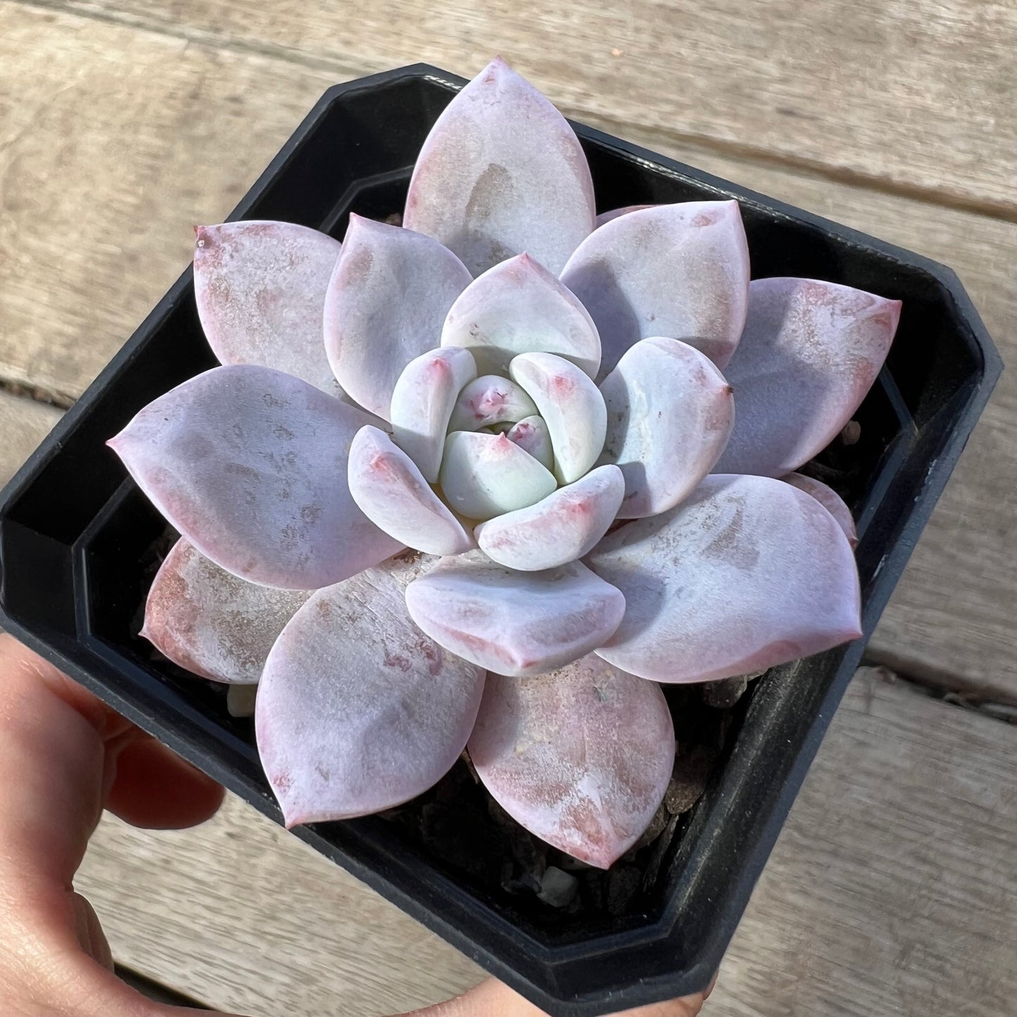 2603 Echeveria Trumso