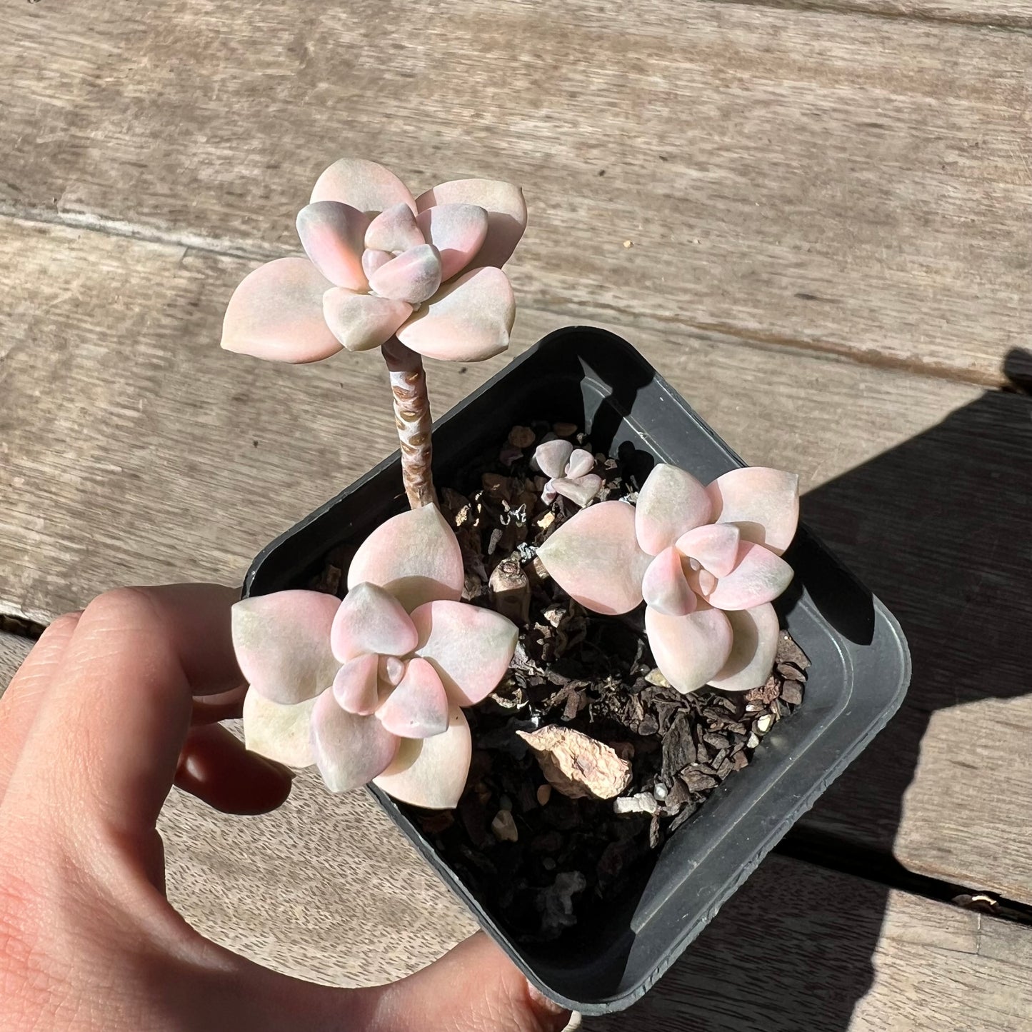 2603 Graptopetalum Paraguayense ssp.Bernalense Variegated (3 heads)