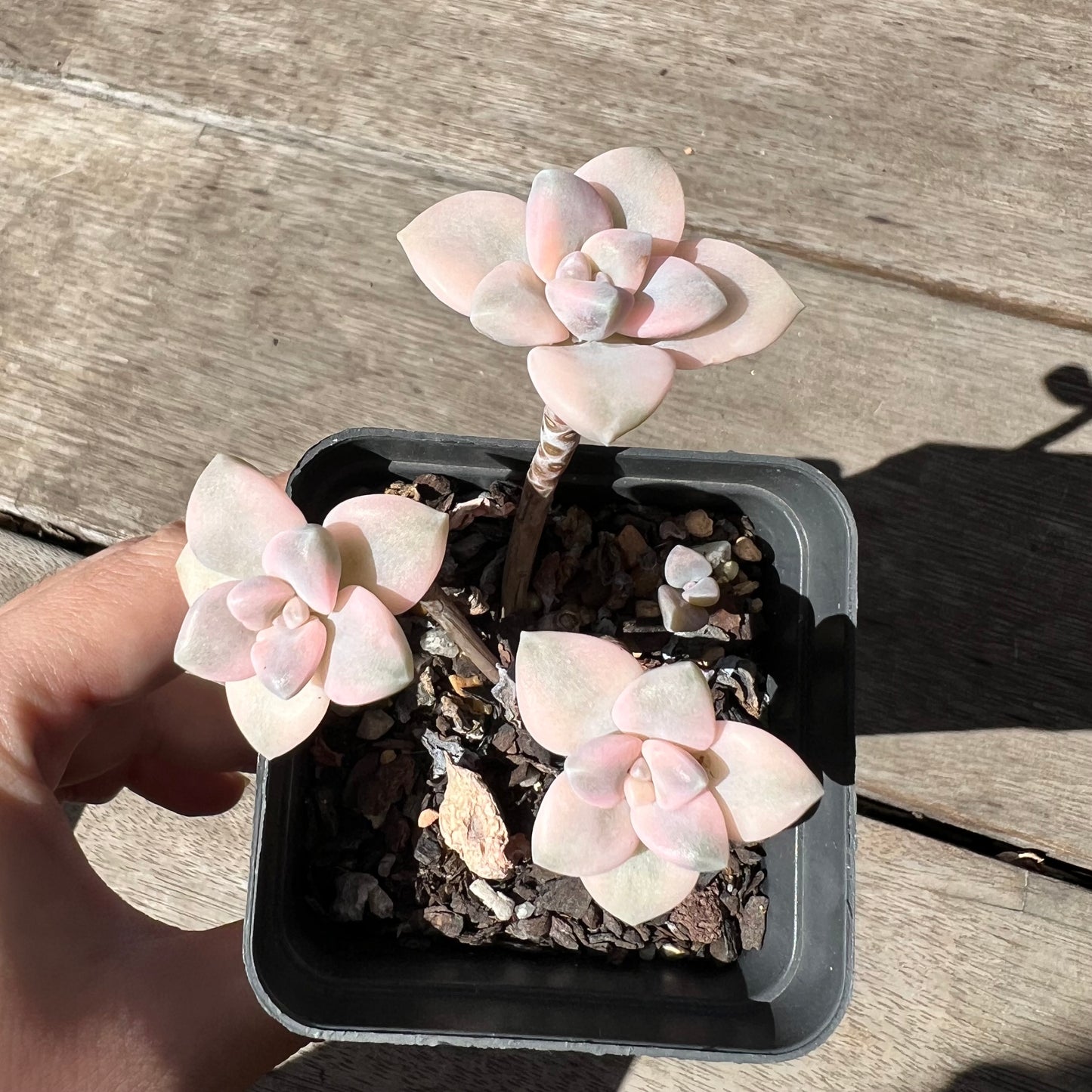 2603 Graptopetalum Paraguayense ssp.Bernalense Variegated (3 heads)