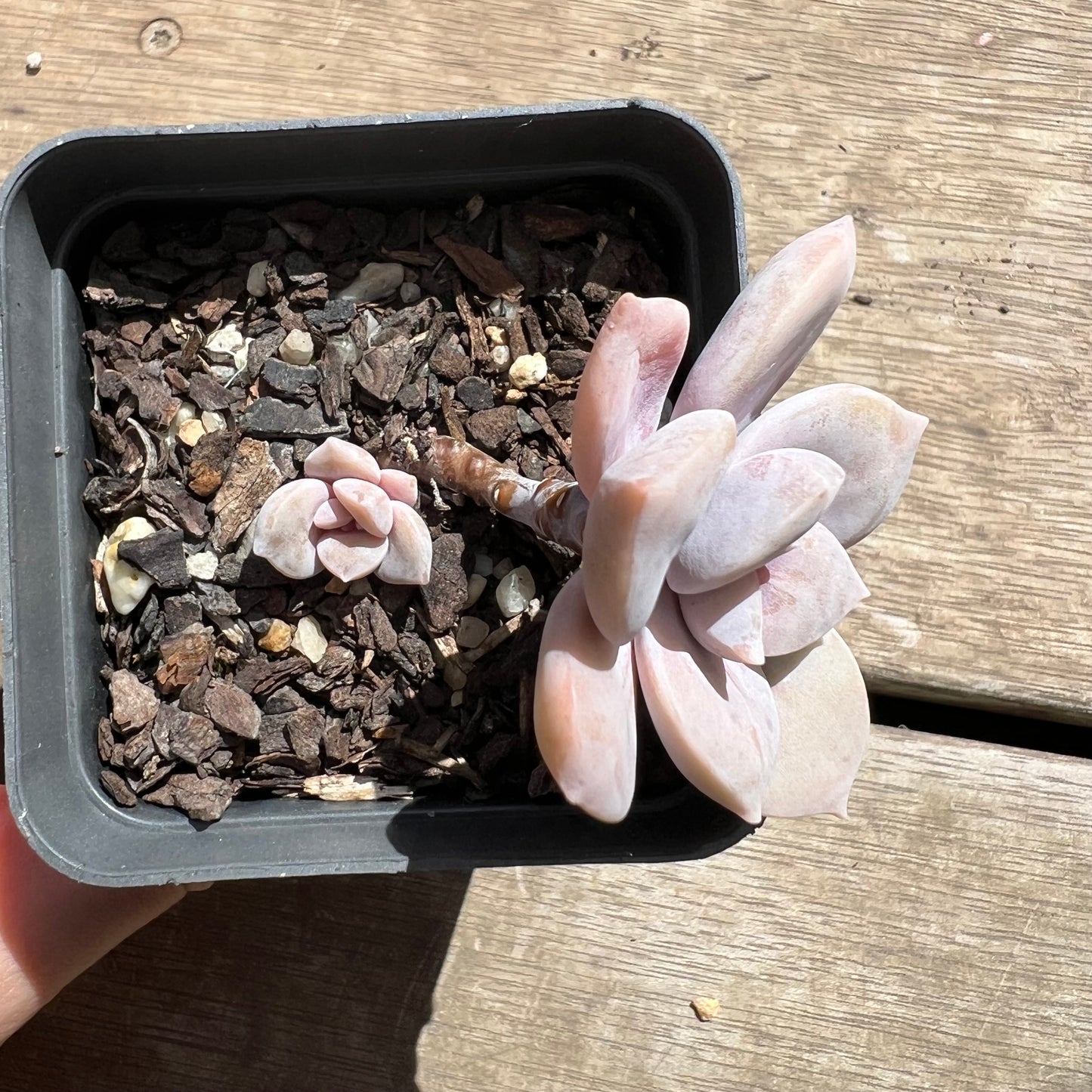 2603 Graptopetalum Superbum