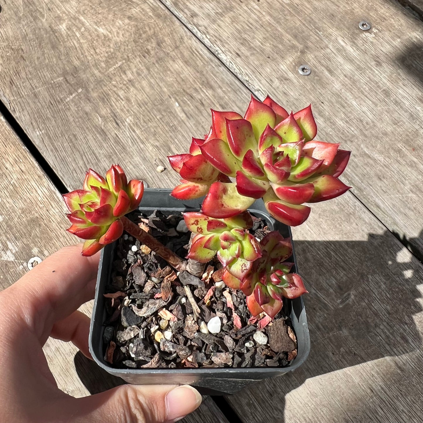 2805 Sedeveria Letizia(multi)