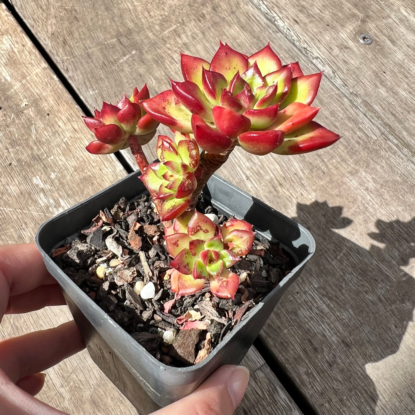 2805 Sedeveria Letizia(multi)