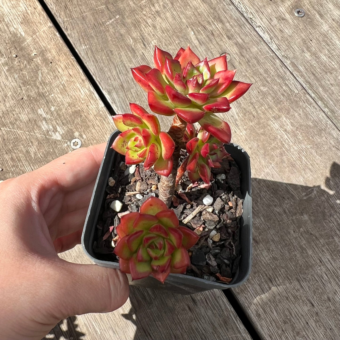 2805 Sedeveria Letizia(multi)