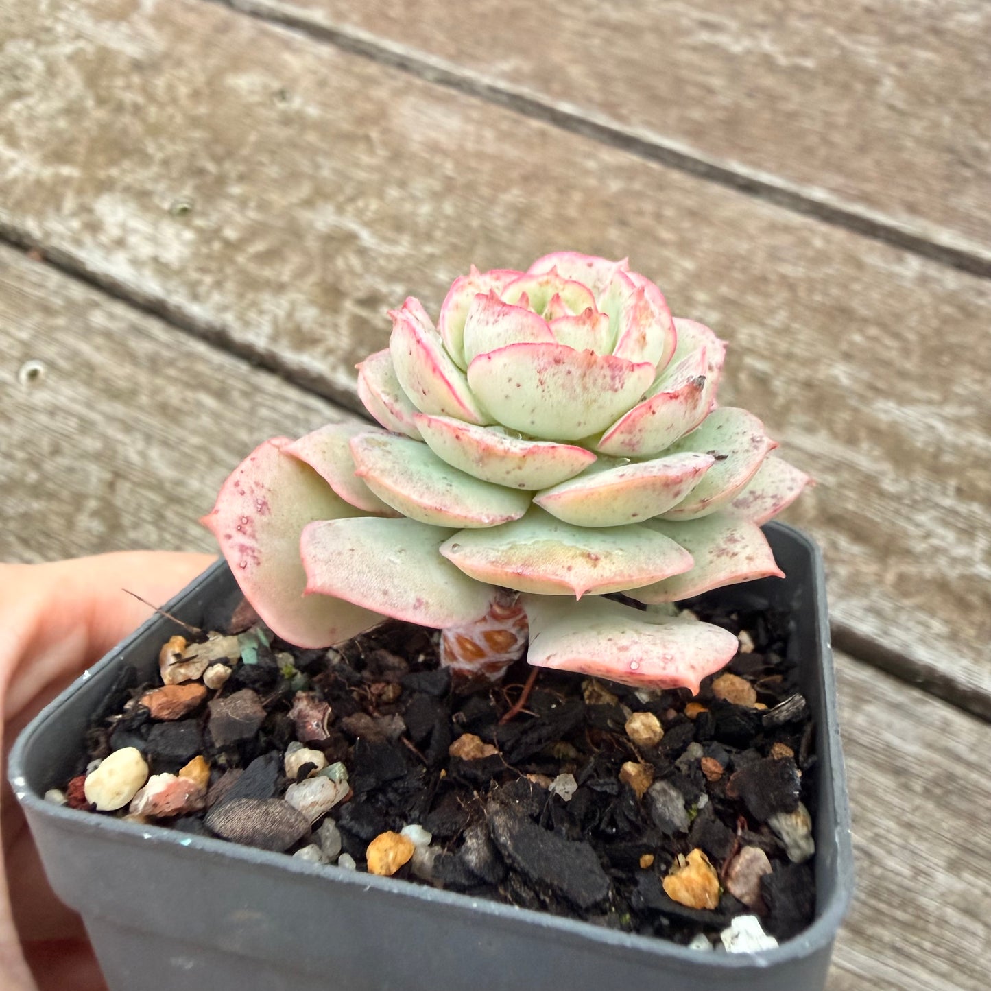2605 Echeveria Agnes Rose