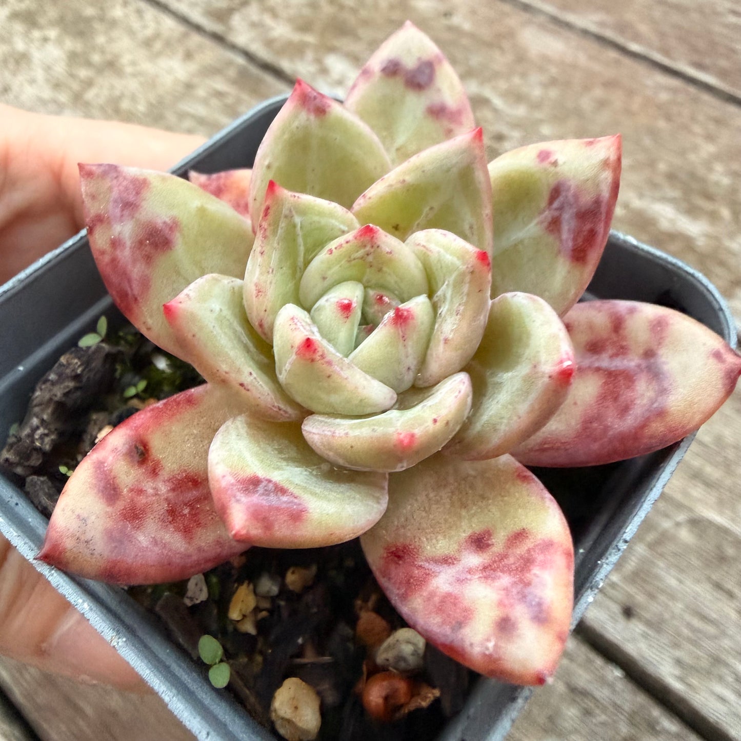 2605 Echeveria Bloody Champagne