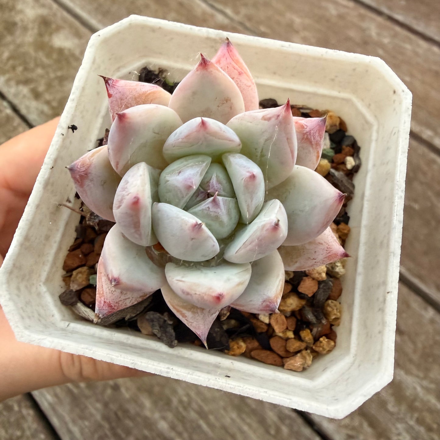 2605 Echeveria Colorata