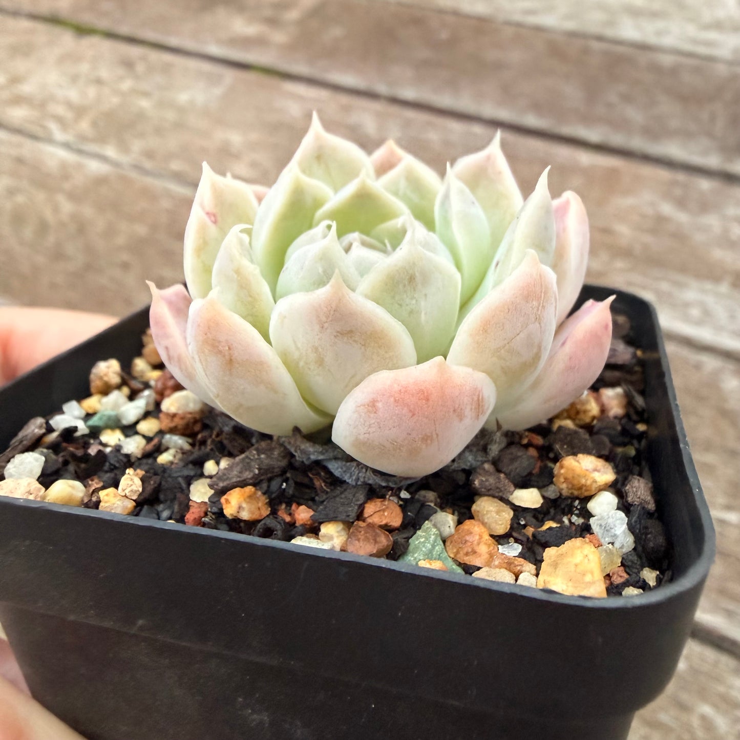 2605 Echeveria elegans 'Alba' (korean form)