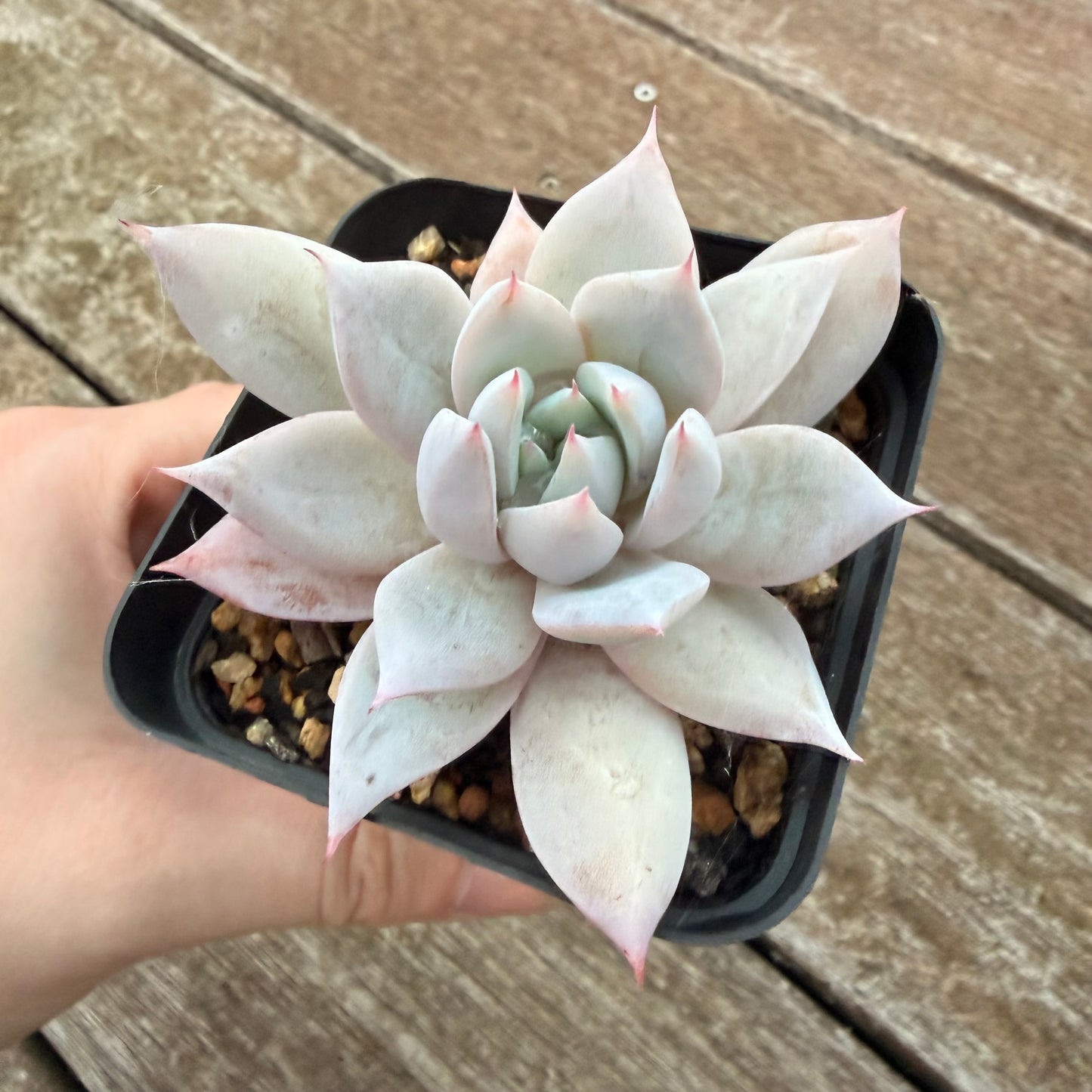 2605 Echeveria Mexican Giant