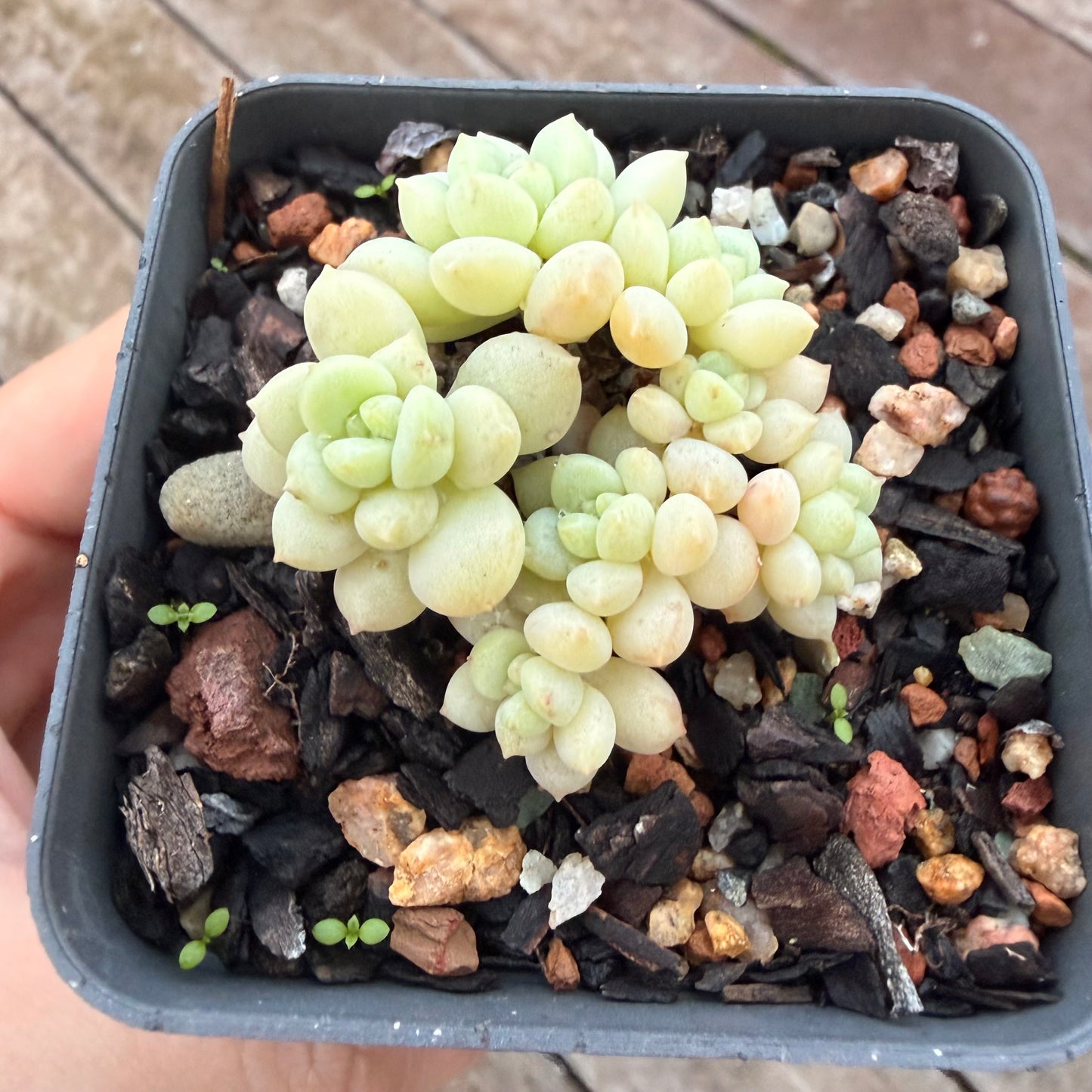 2605 Graptoveria Bubble Gum