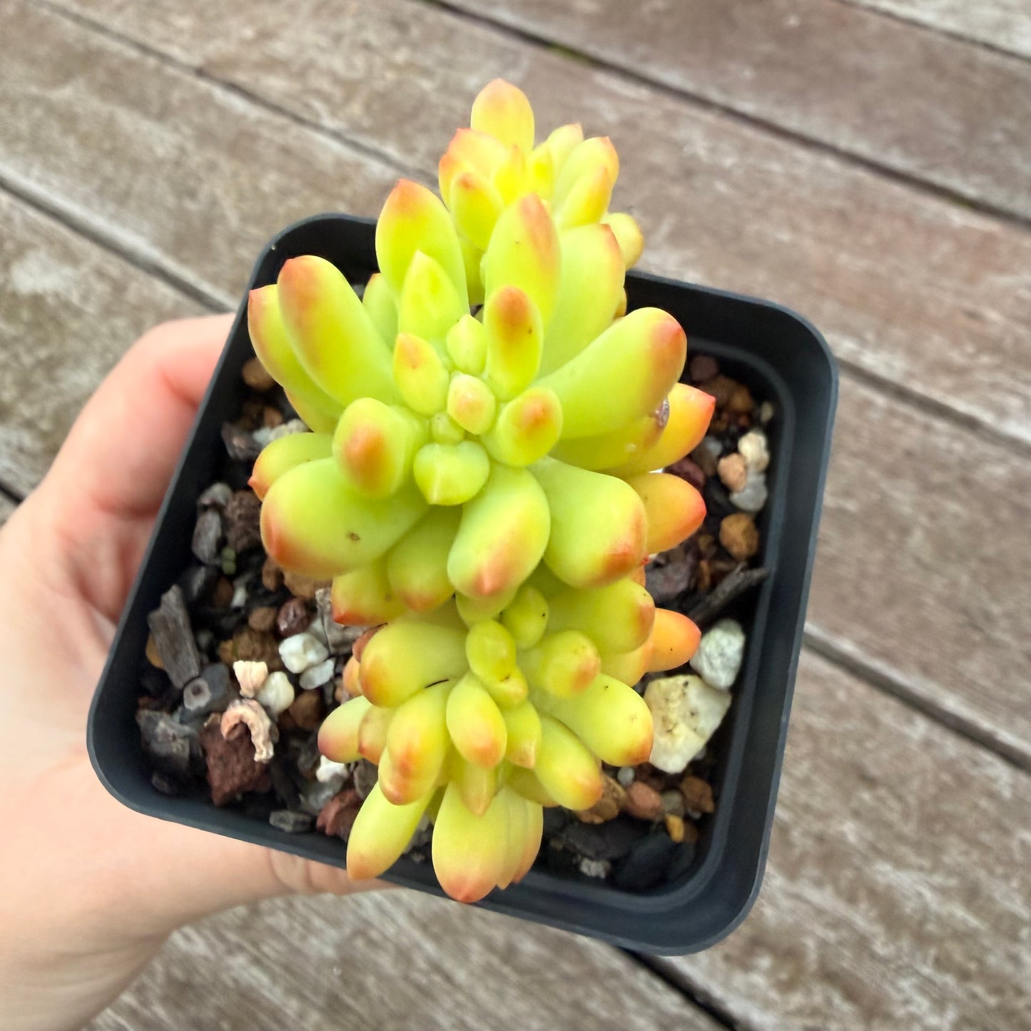 2605 Sedum Corynephyllum Crested