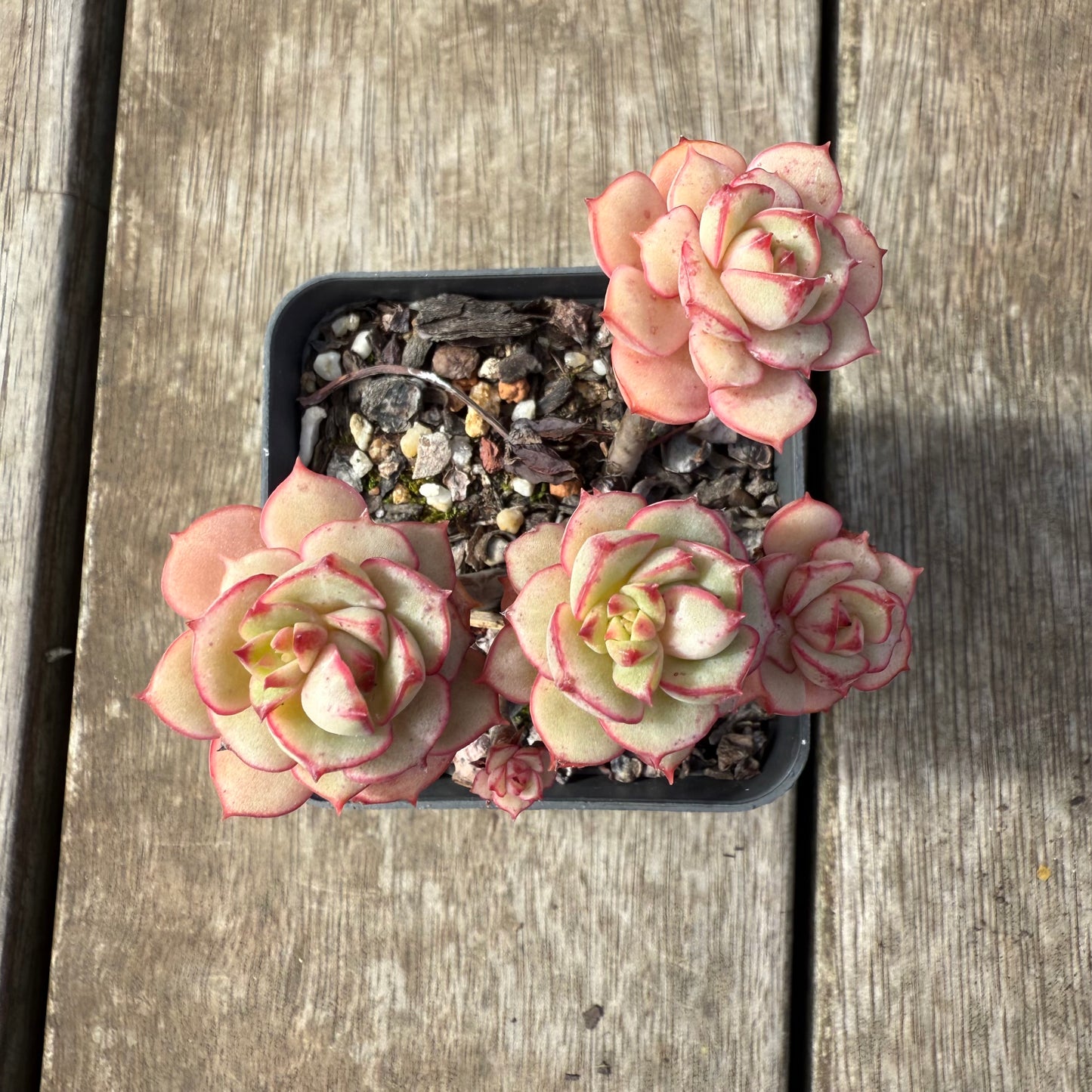 2608 Echeveria Deren Oliver