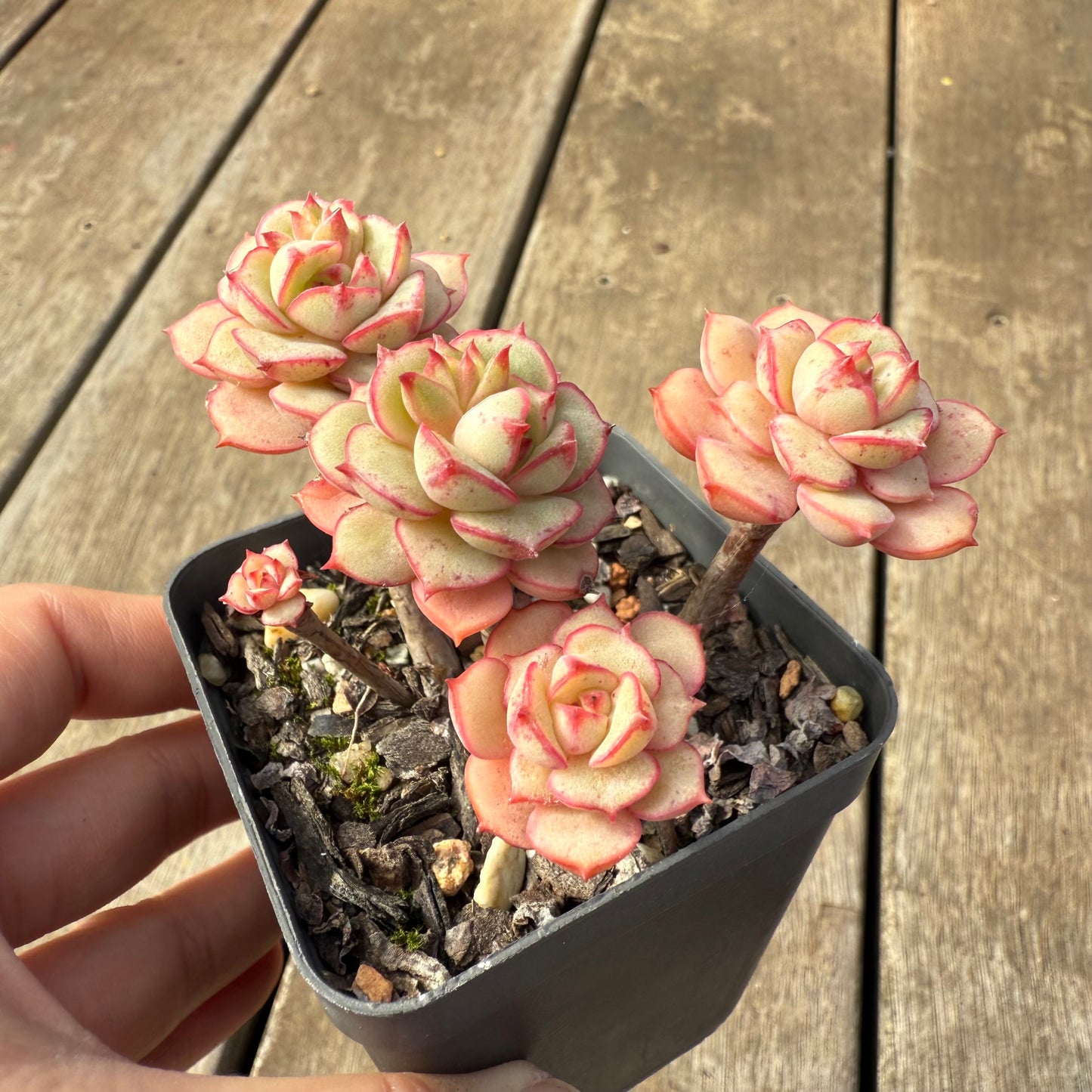 2608 Echeveria Deren Oliver
