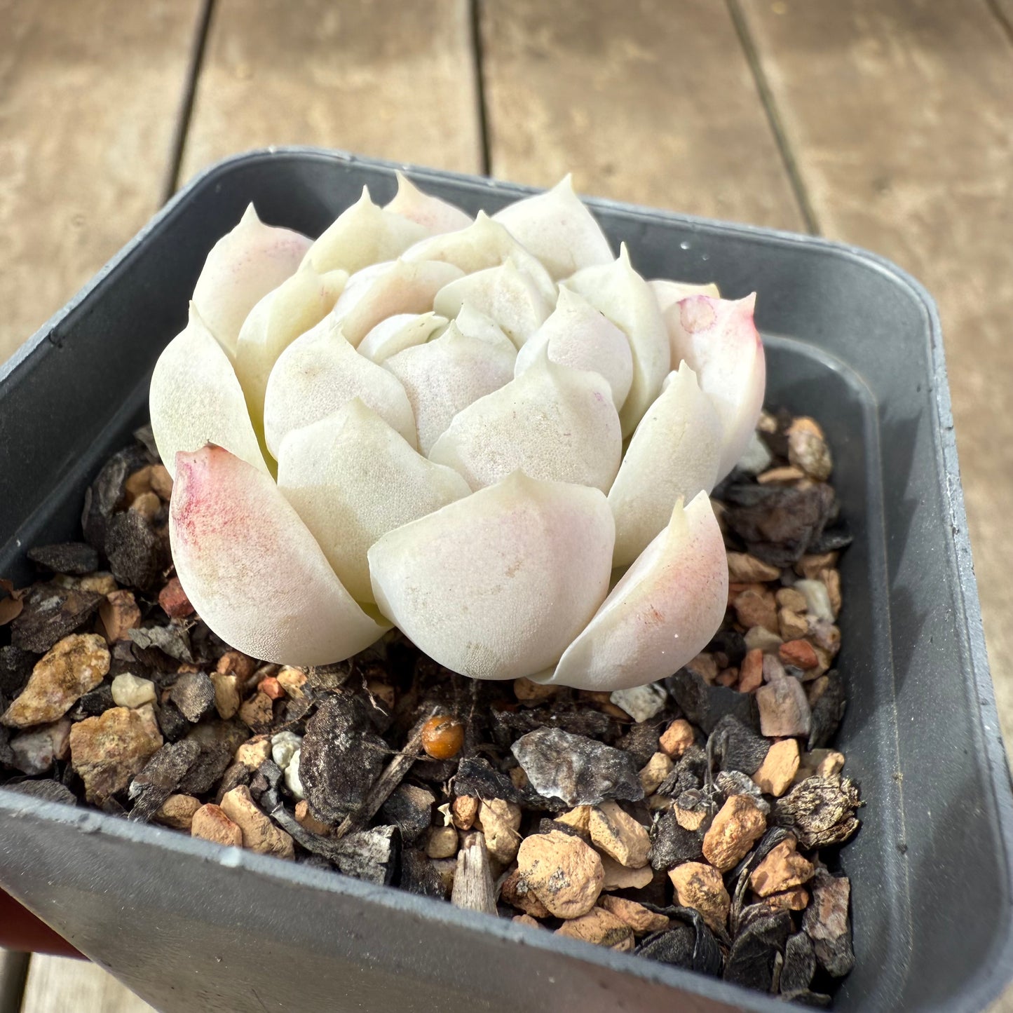 2608 Echeveria elegans 'Alba' (korean form)