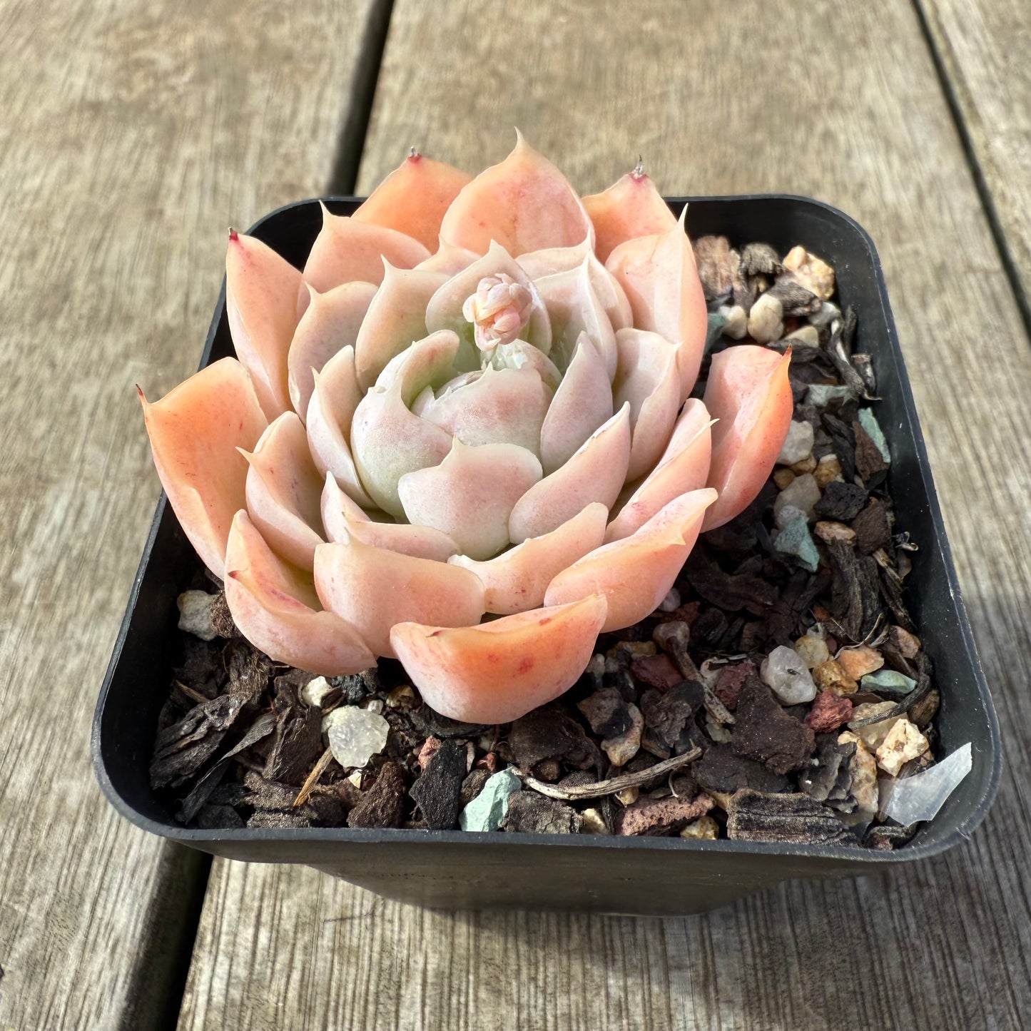 2608 Echeveria Elegans 'Cream Rose'