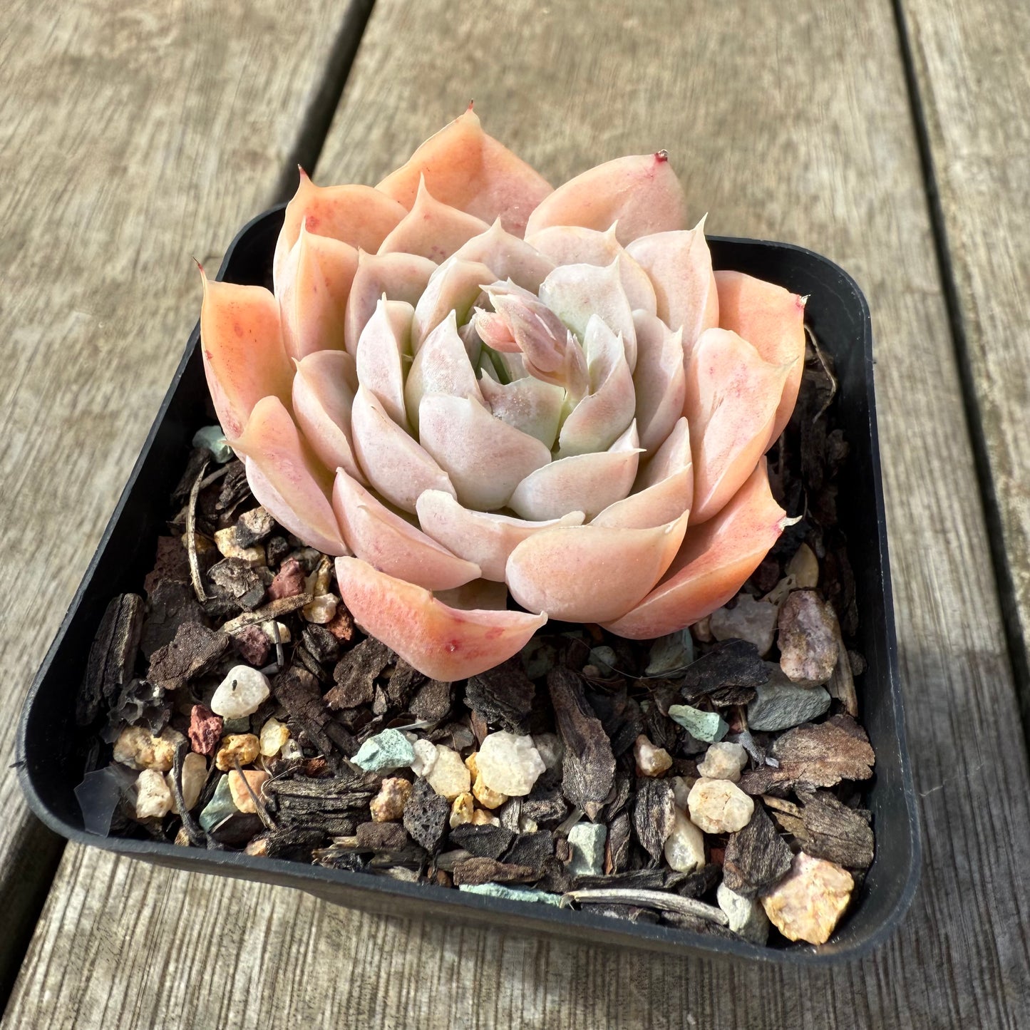 2608 Echeveria Elegans 'Cream Rose'