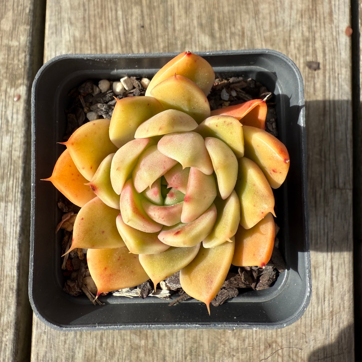 2608 Echeveria Malgan 'Golden Sunset'