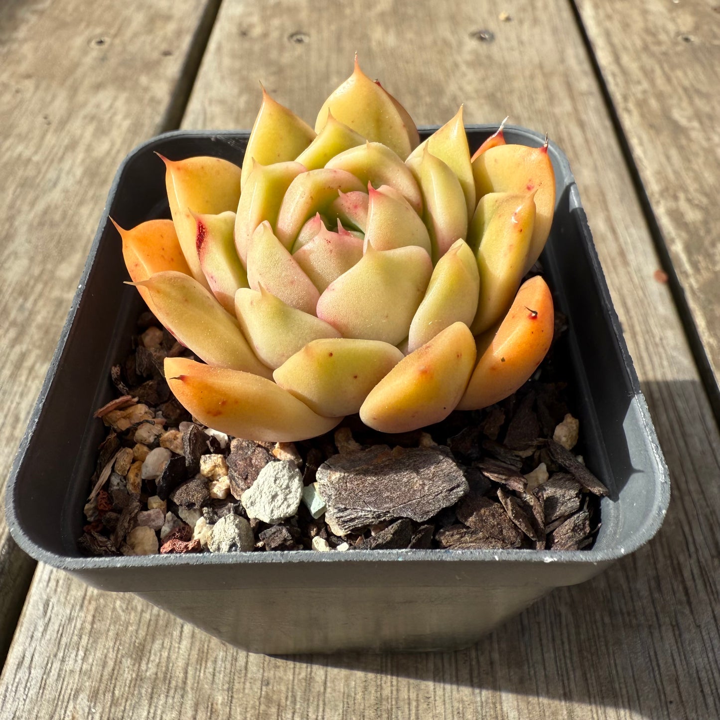 2608 Echeveria Malgan 'Golden Sunset'