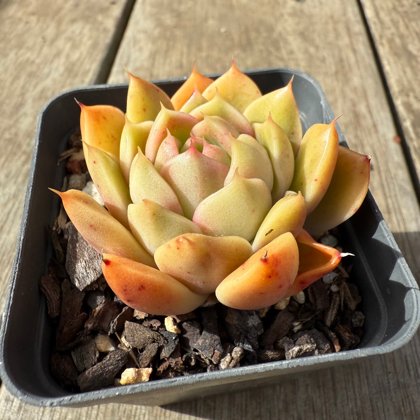 2608 Echeveria Malgan 'Golden Sunset'