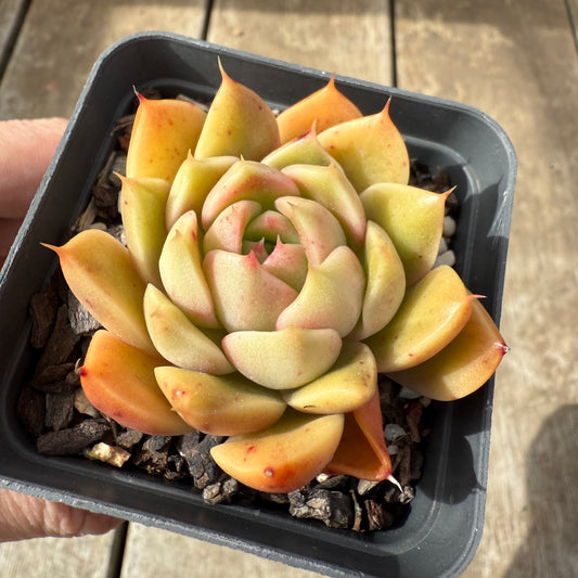 2608 Echeveria Malgan 'Golden Sunset'