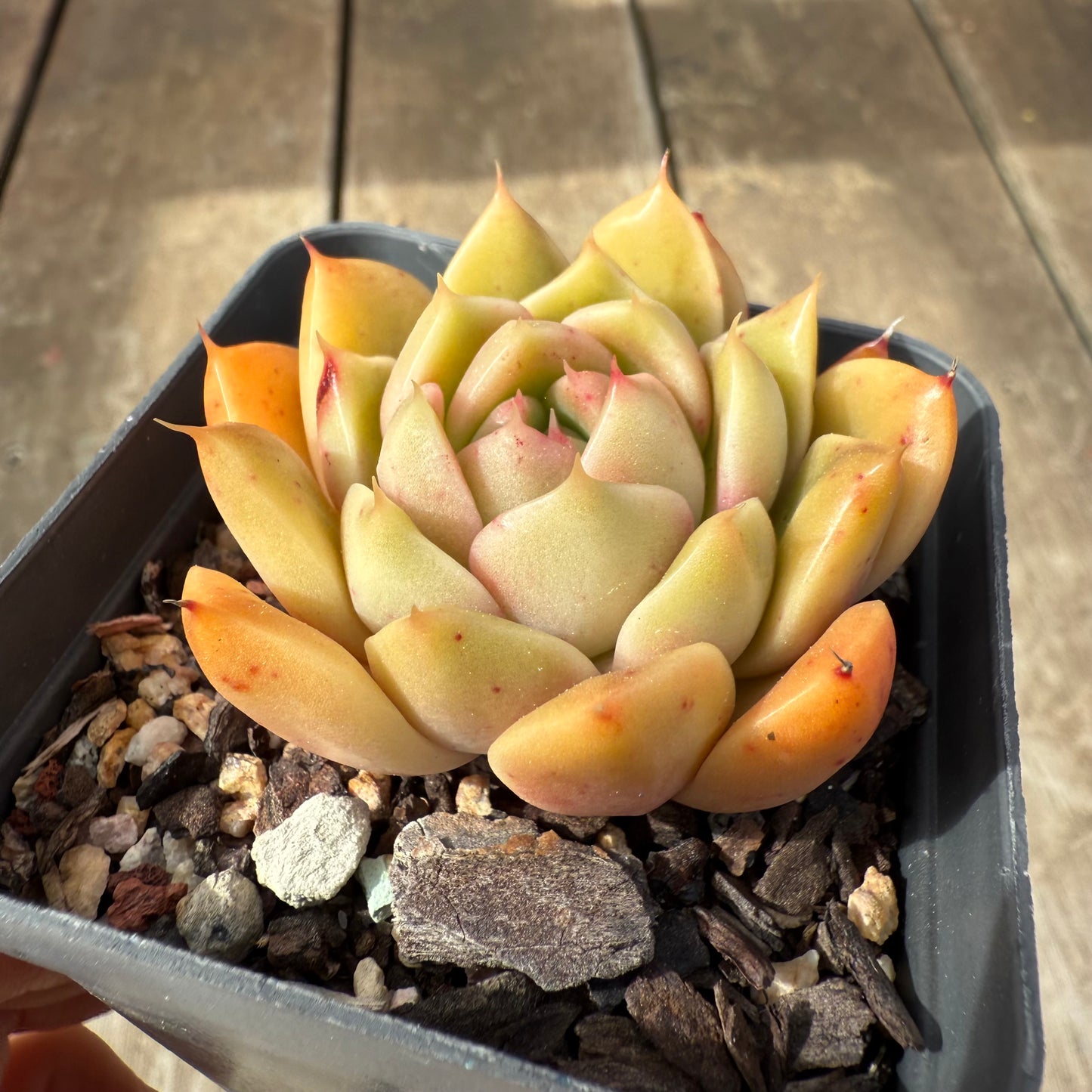 2608 Echeveria Malgan 'Golden Sunset'