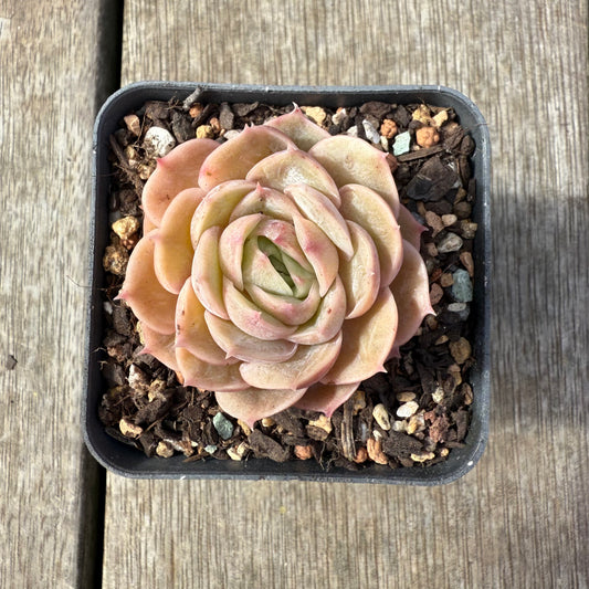 2608 Echeveria Onslow