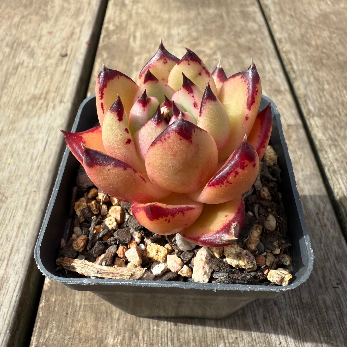 2608 Echeveria Red Ebony