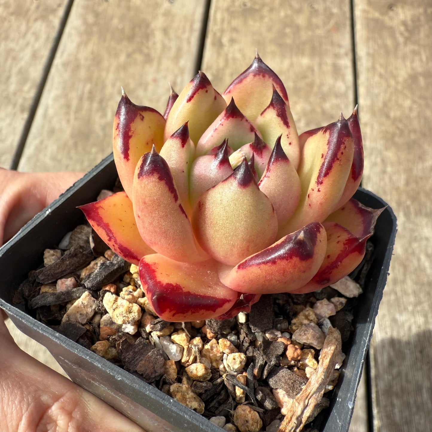 2608 Echeveria Red Ebony