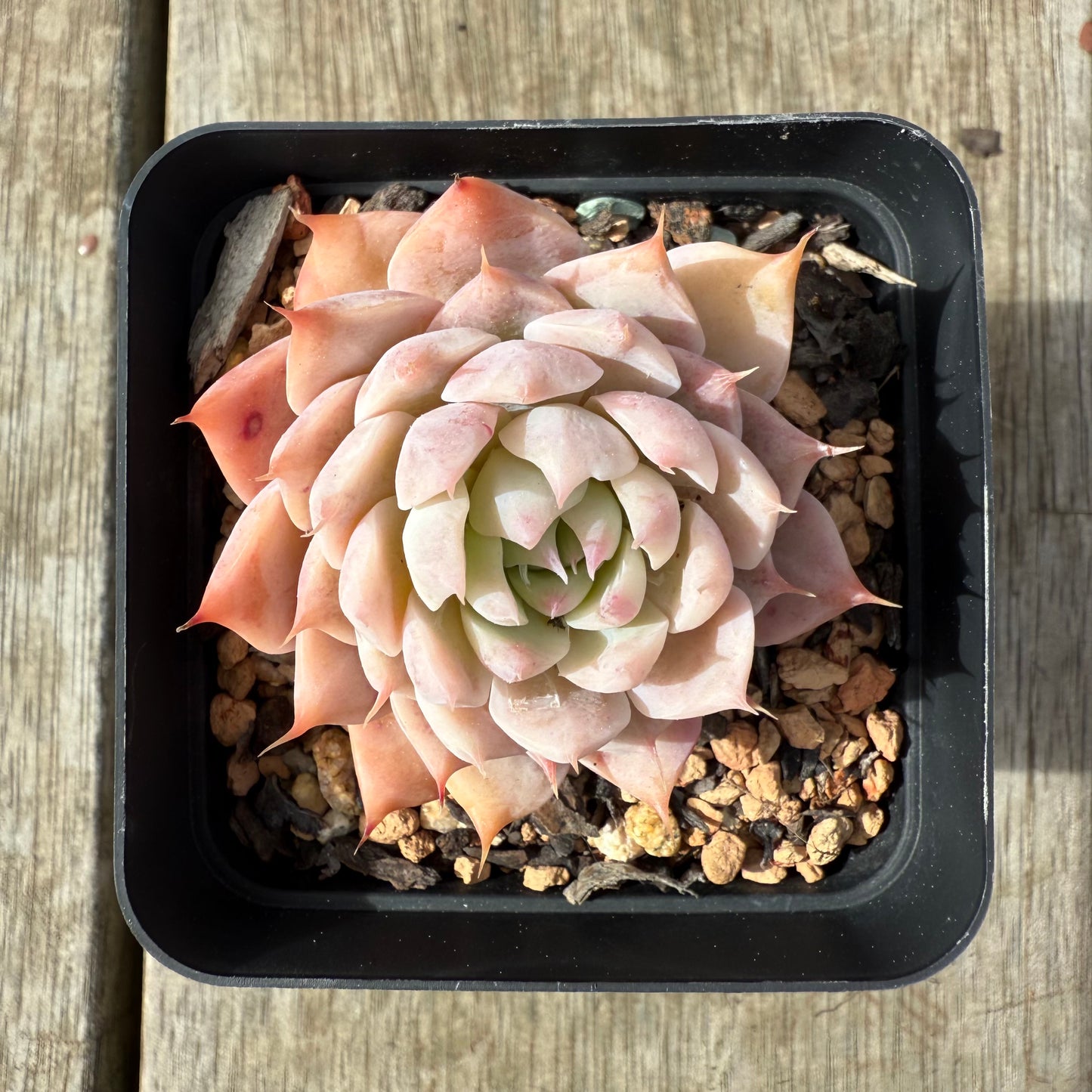 2608 Echeveria 'Pinklash'
