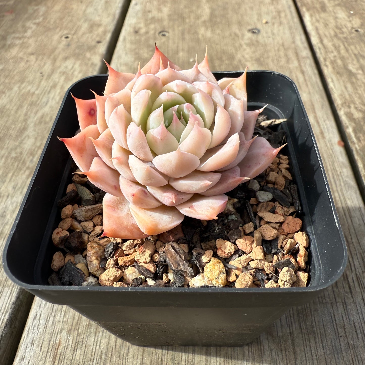 2608 Echeveria 'Pinklash'