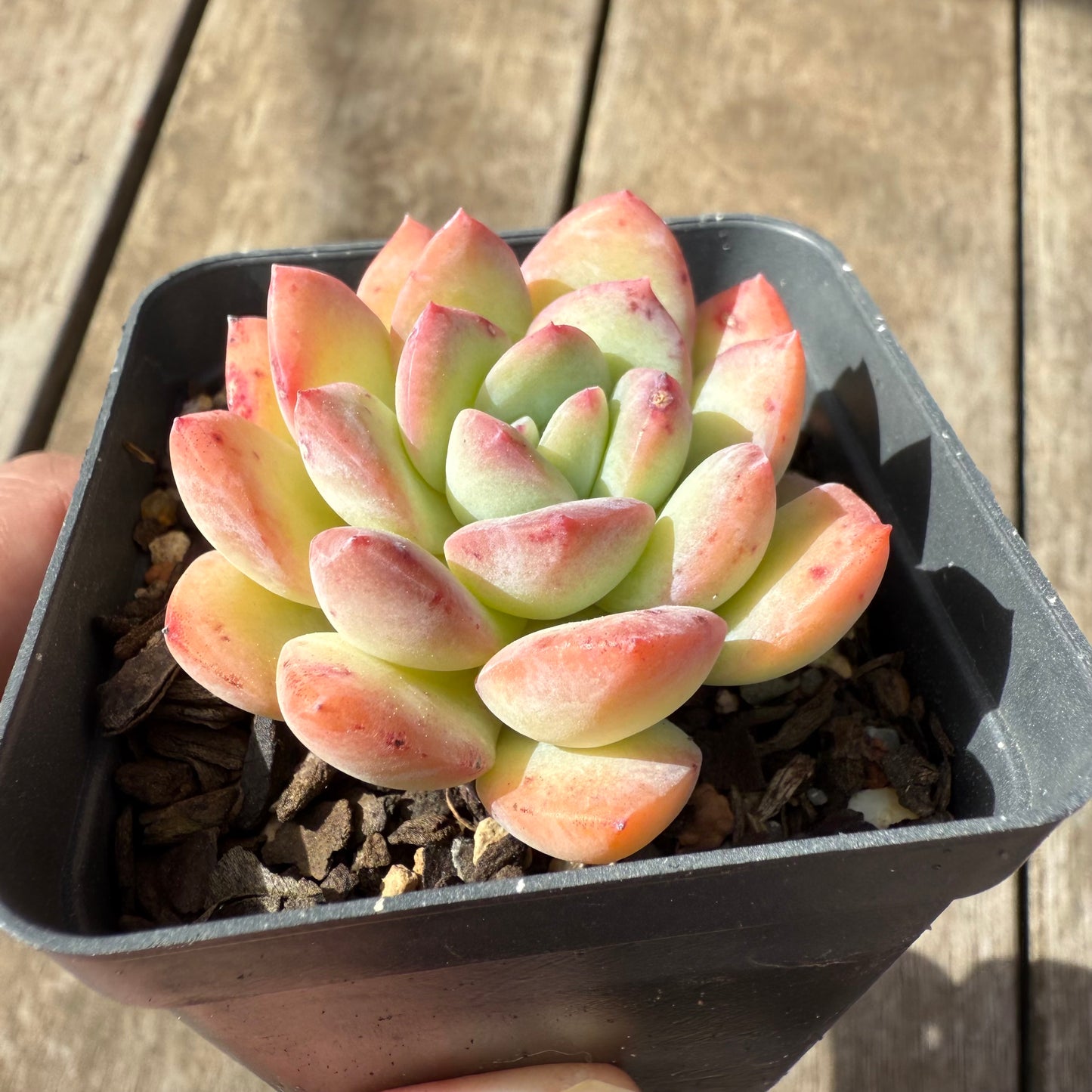 2608 Echeveria 'Sensation'
