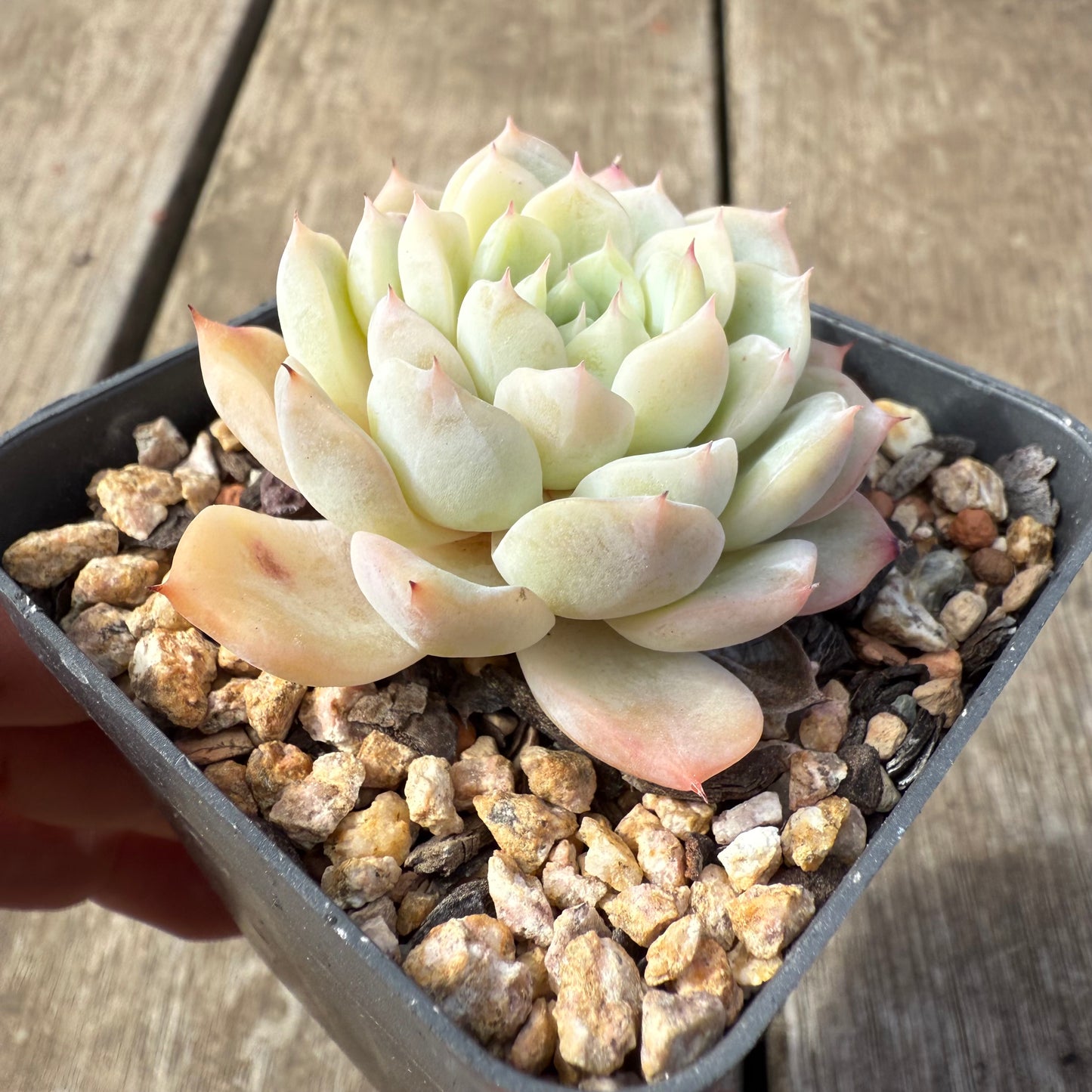 2608 Echeveria 'Solitary'