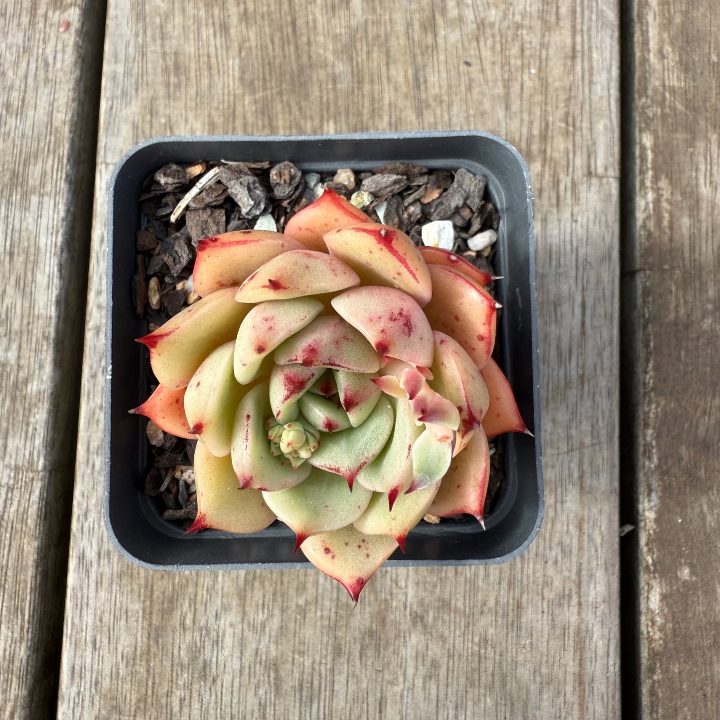 2608 Echeveria 'Thorny Rose'