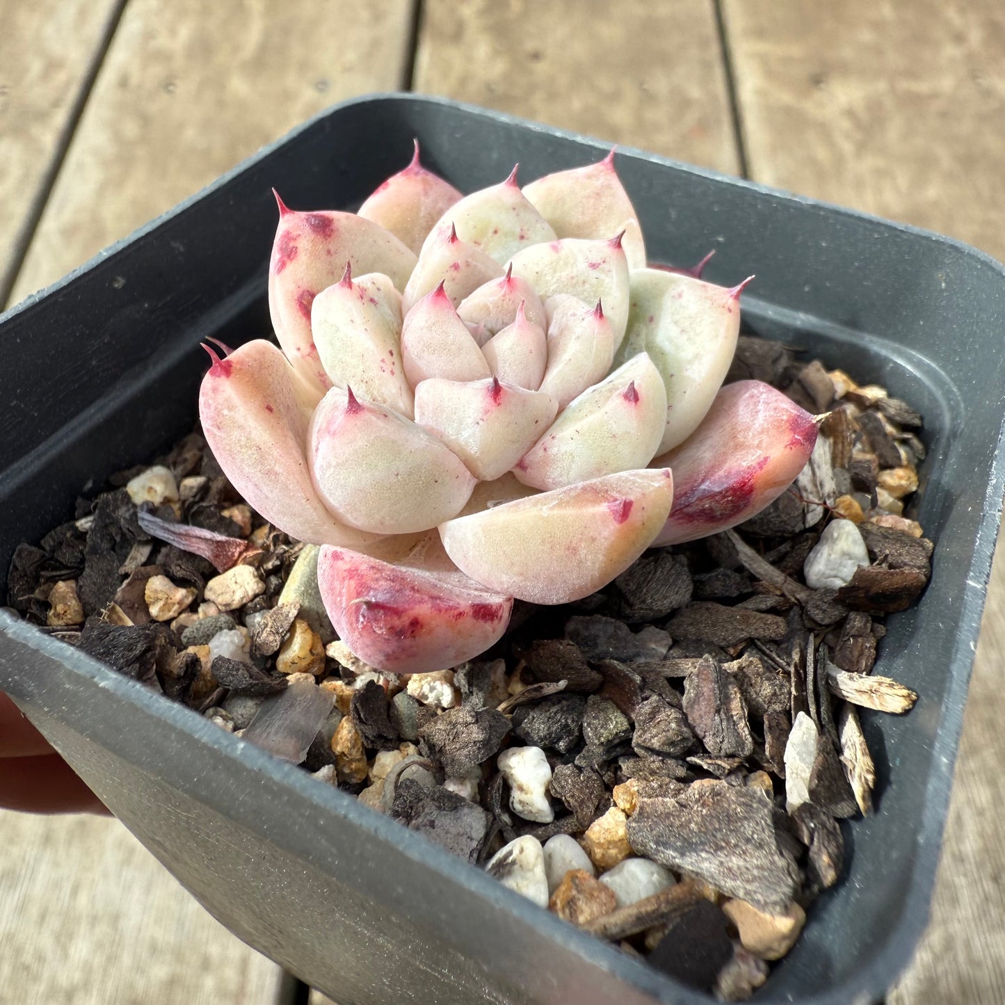2608 Echeveria 'White King'